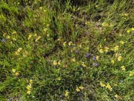 California Goldfields (Lasthenia californica) with Blue-Eyed Grass
