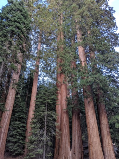 SequoiaNationalPark57