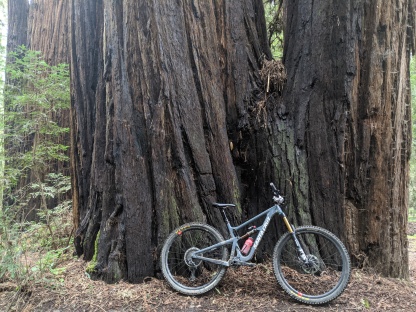 Old-Growth Redwoods & My Bike